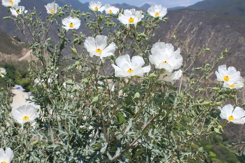 Argemone grandiflora photo 6