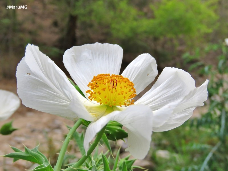 Argemone grandiflora photo 7