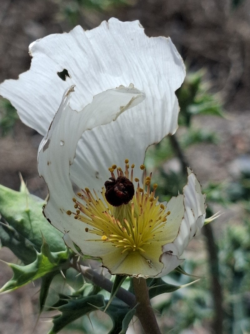Argemone grandiflora photo 8