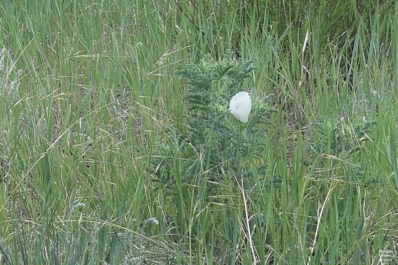 Rough Pricklypoppy
