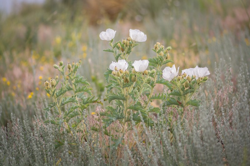 Rough Pricklypoppy photo 2