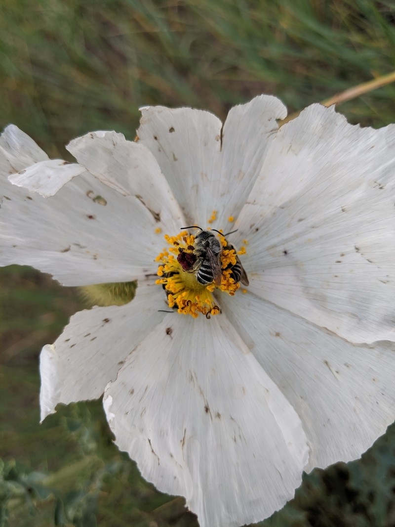 Rough Pricklypoppy photo 3