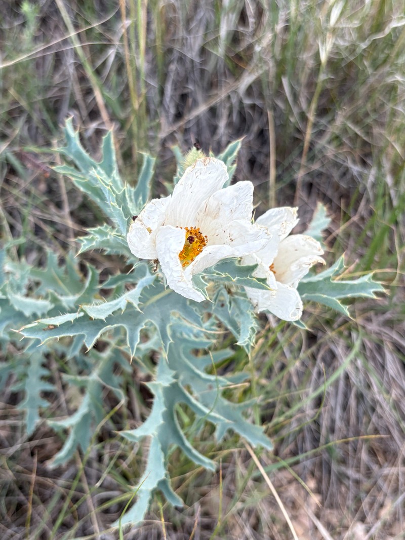 Rough Pricklypoppy photo 4