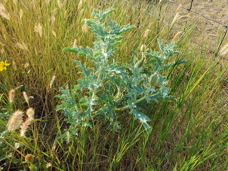 Rough Pricklypoppy photo 5