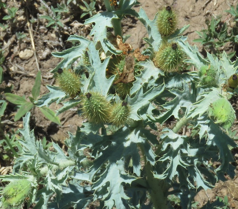 Rough Pricklypoppy photo 6