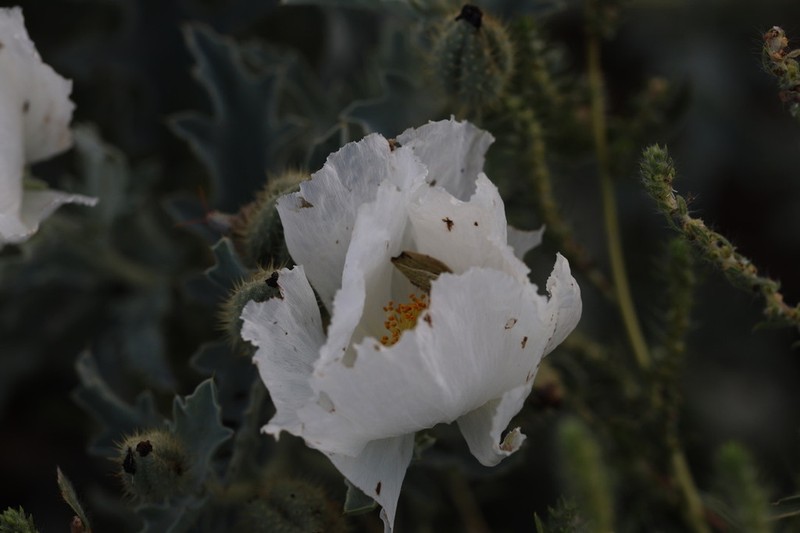 Rough Pricklypoppy photo 7