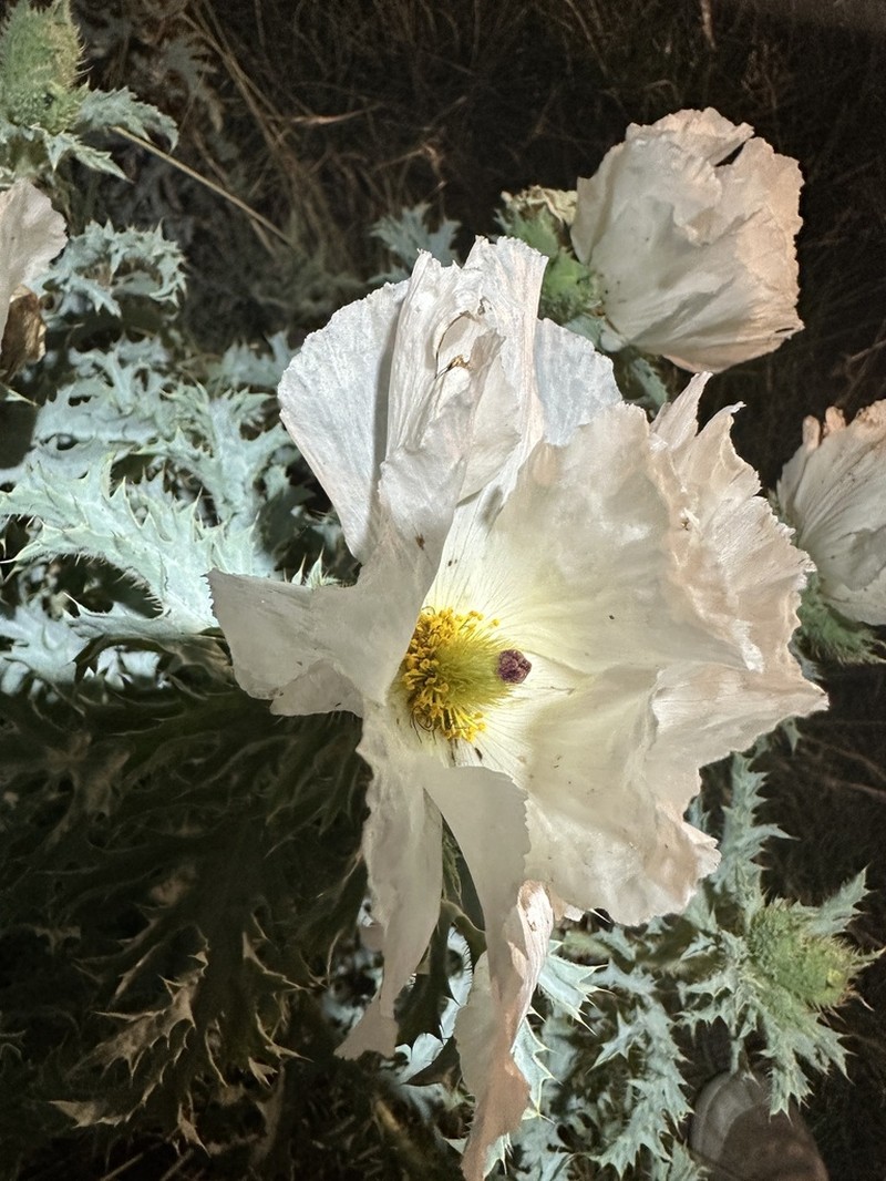 Rough Pricklypoppy photo 8