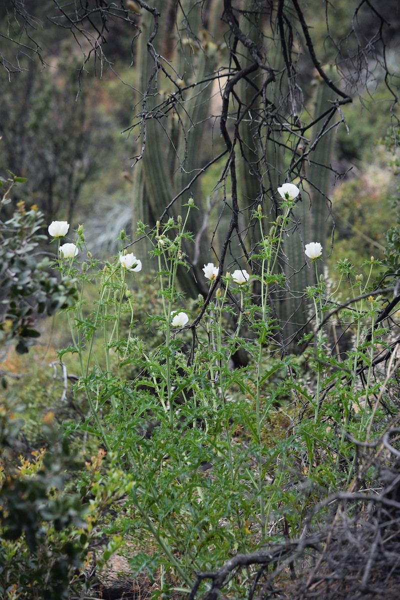 Argemone hunnemannii photo 2