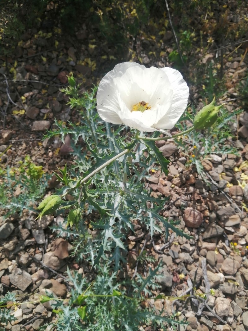 Argemone hunnemannii photo 3