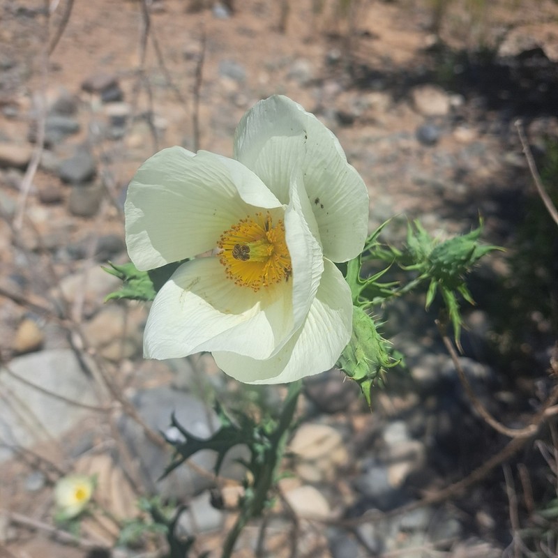 Argemone hunnemannii photo 6