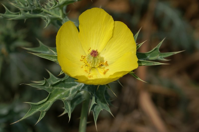 Mexican Pricklypoppy
