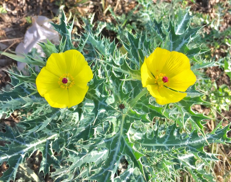 Mexican Pricklypoppy photo 3
