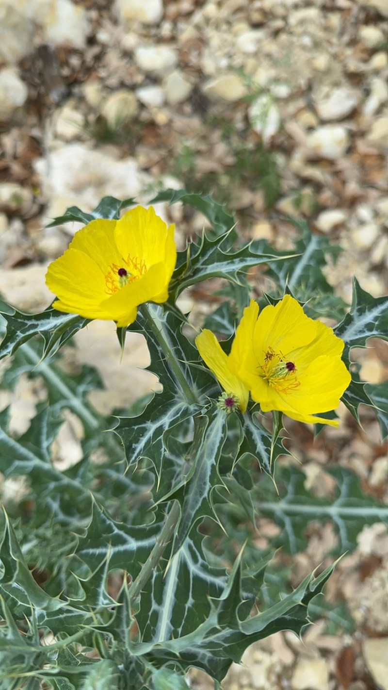 Mexican Pricklypoppy photo 4