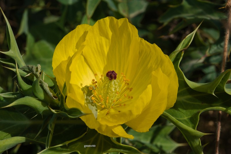 Mexican Pricklypoppy photo 5