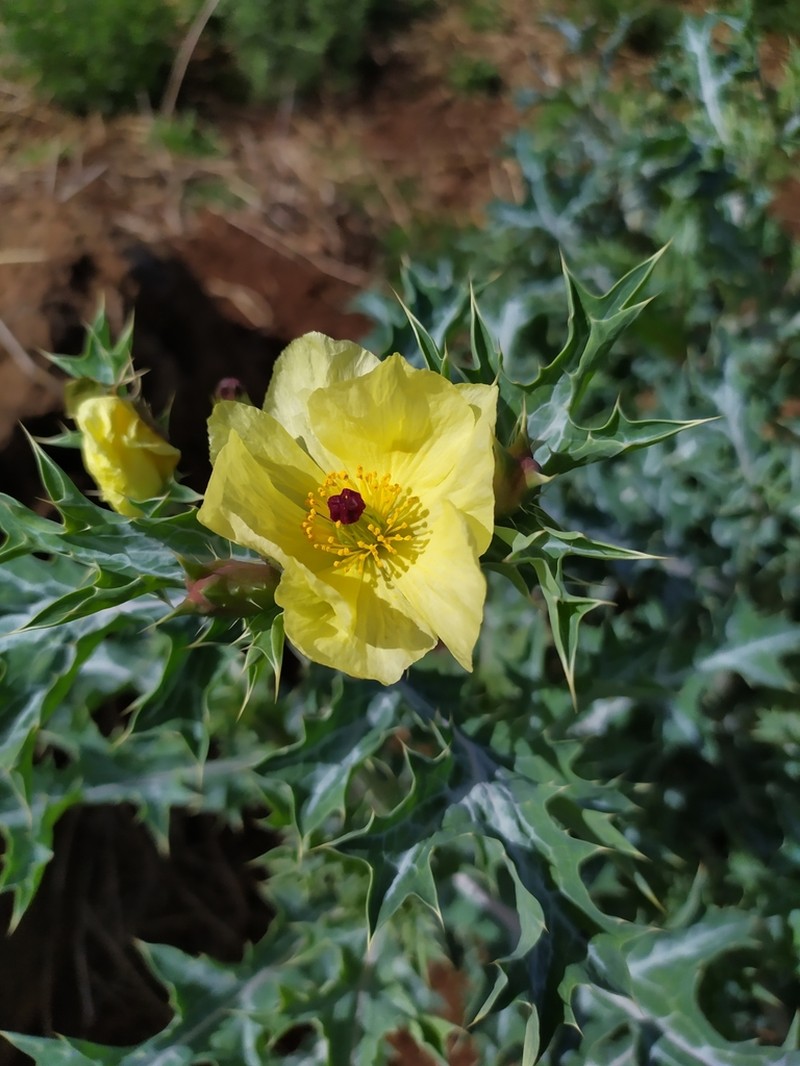 Mexican Pricklypoppy photo 6