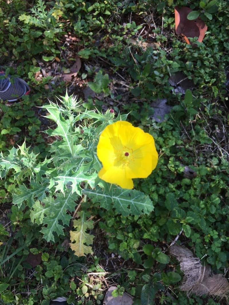 Mexican Pricklypoppy photo 7