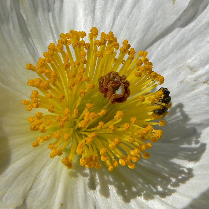Flatbud Pricklypoppy photo 2