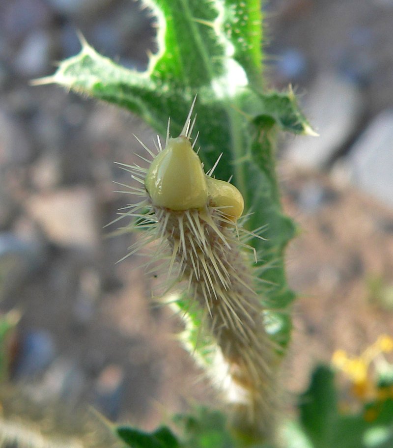 Flatbud Pricklypoppy photo 3
