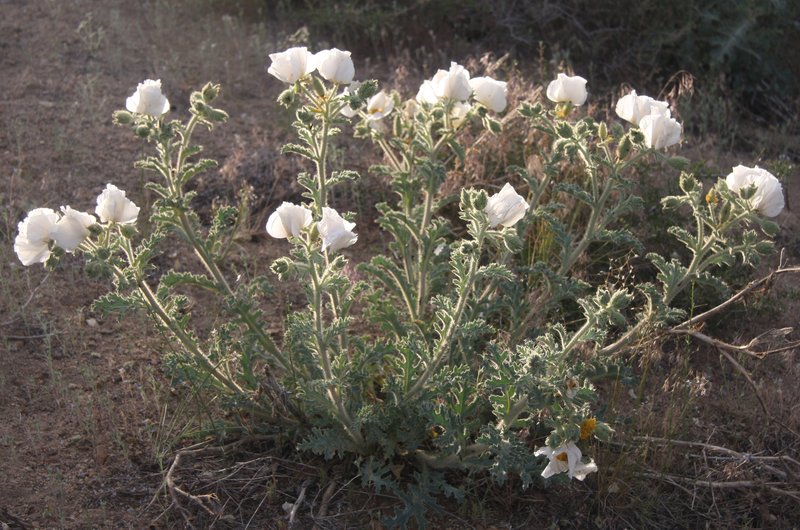Flatbud Pricklypoppy photo 4