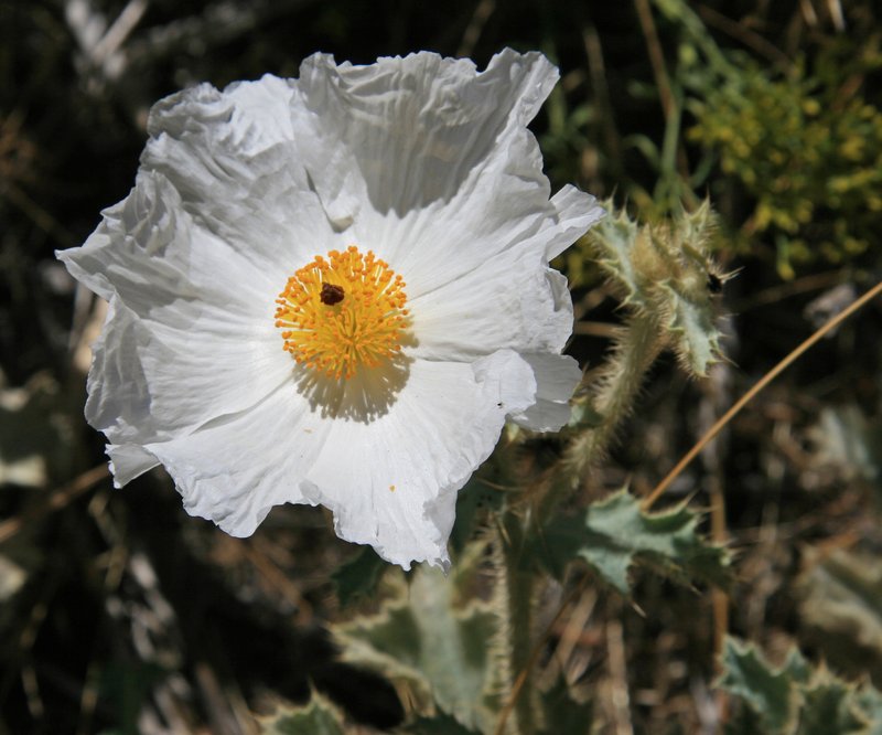 Flatbud Pricklypoppy photo 5