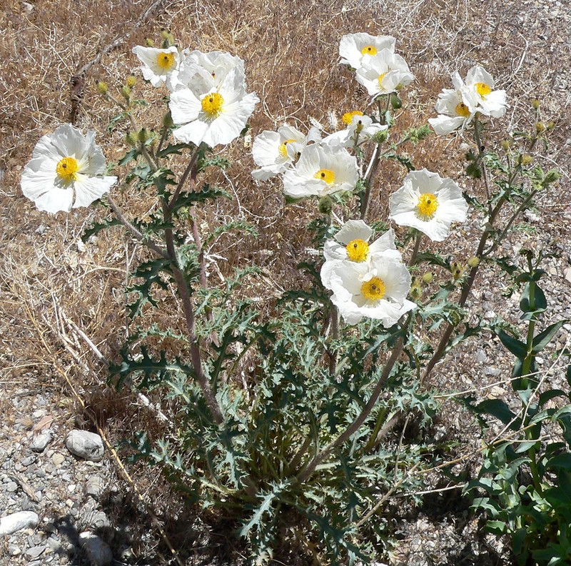 Flatbud Pricklypoppy