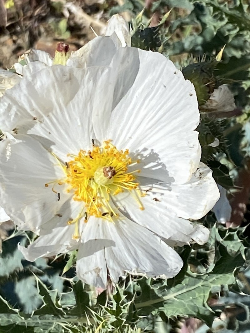 Flatbud Pricklypoppy photo 6