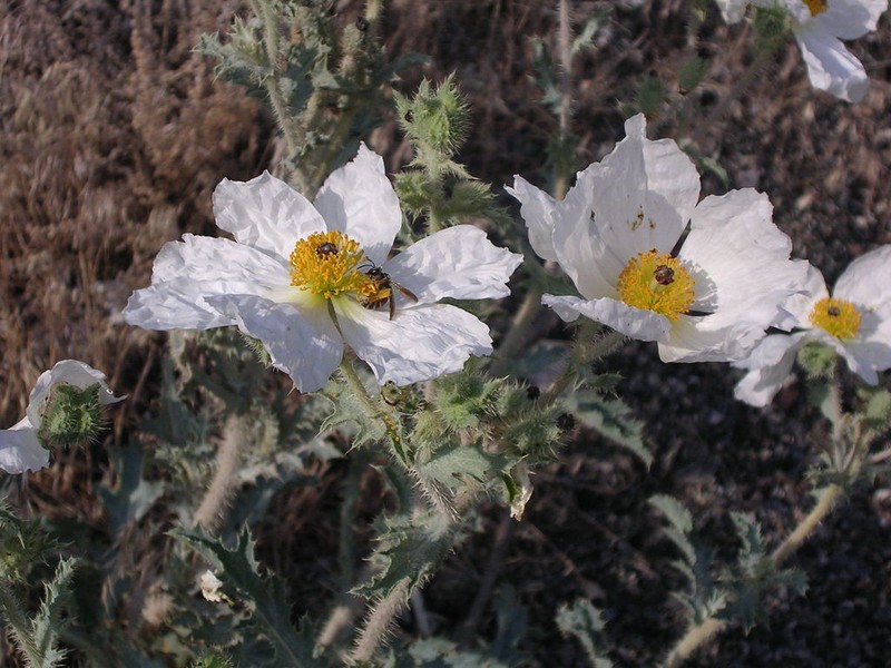 Flatbud Pricklypoppy photo 7