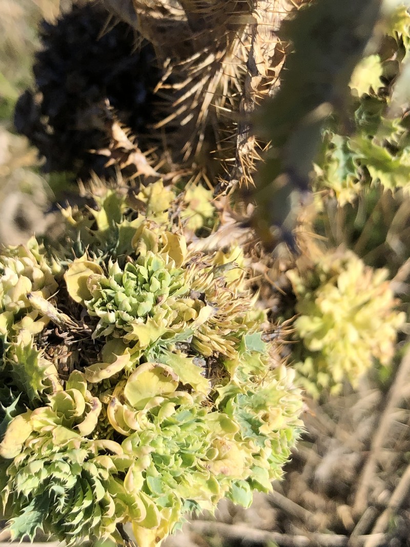 Argemone munita subsp. argentea