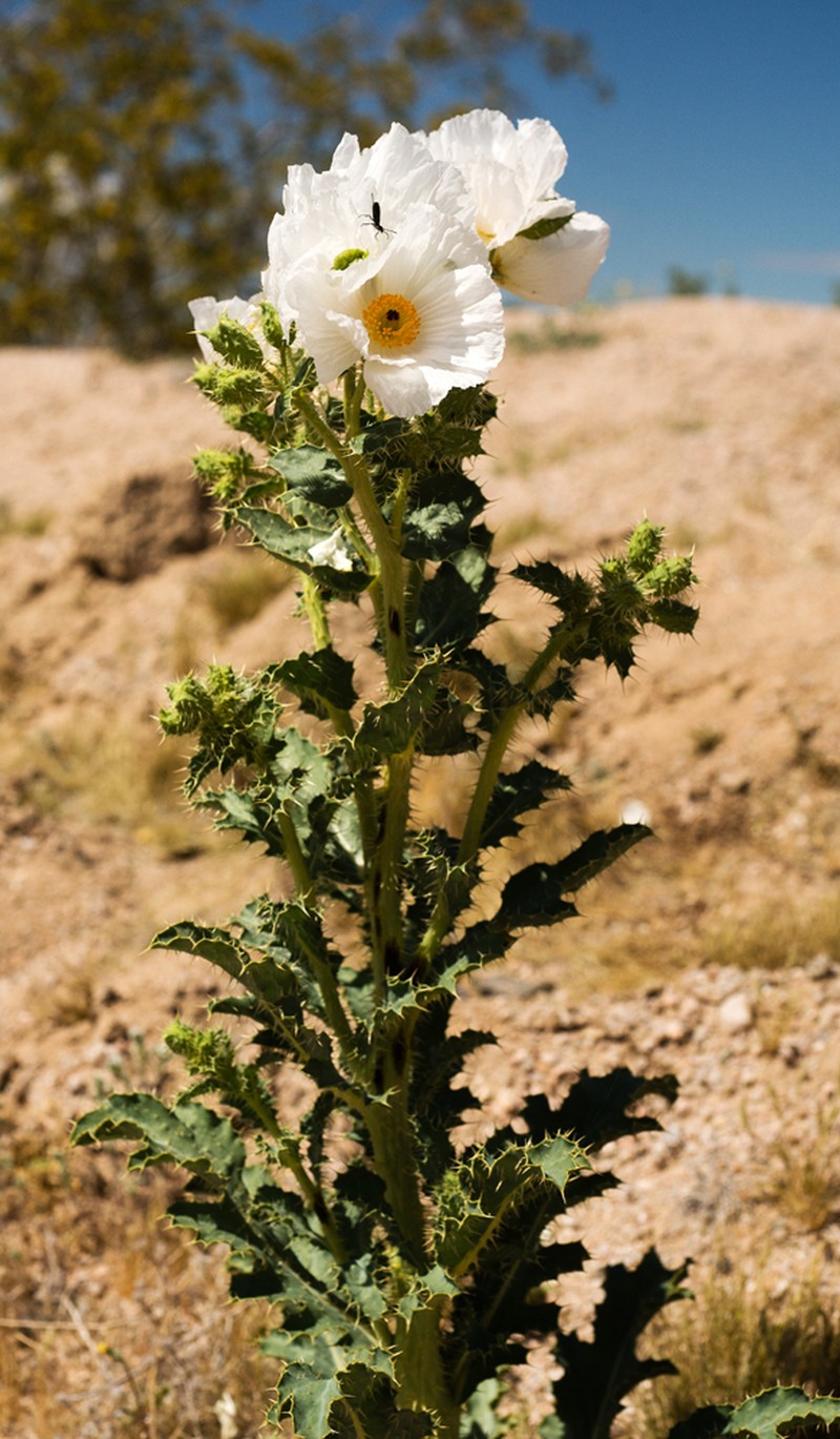 Argemone munita subsp. argentea photo 2
