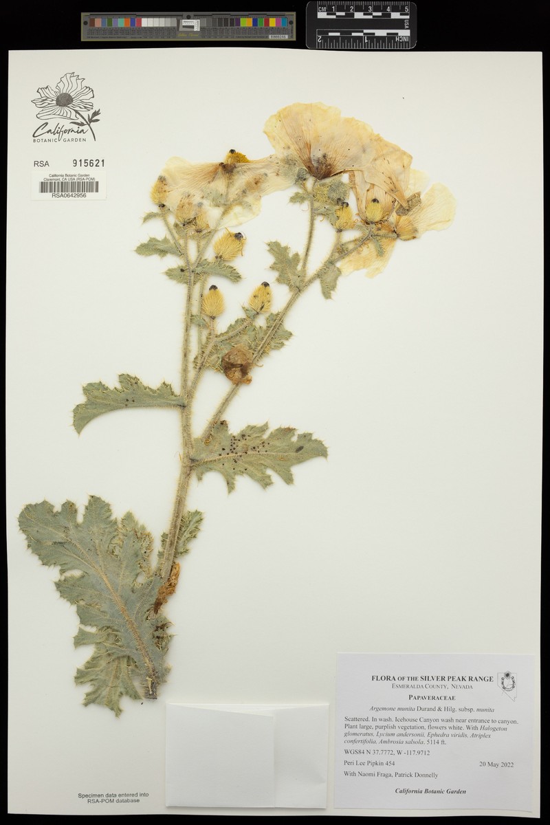 Argemone munita subsp. munita photo 3