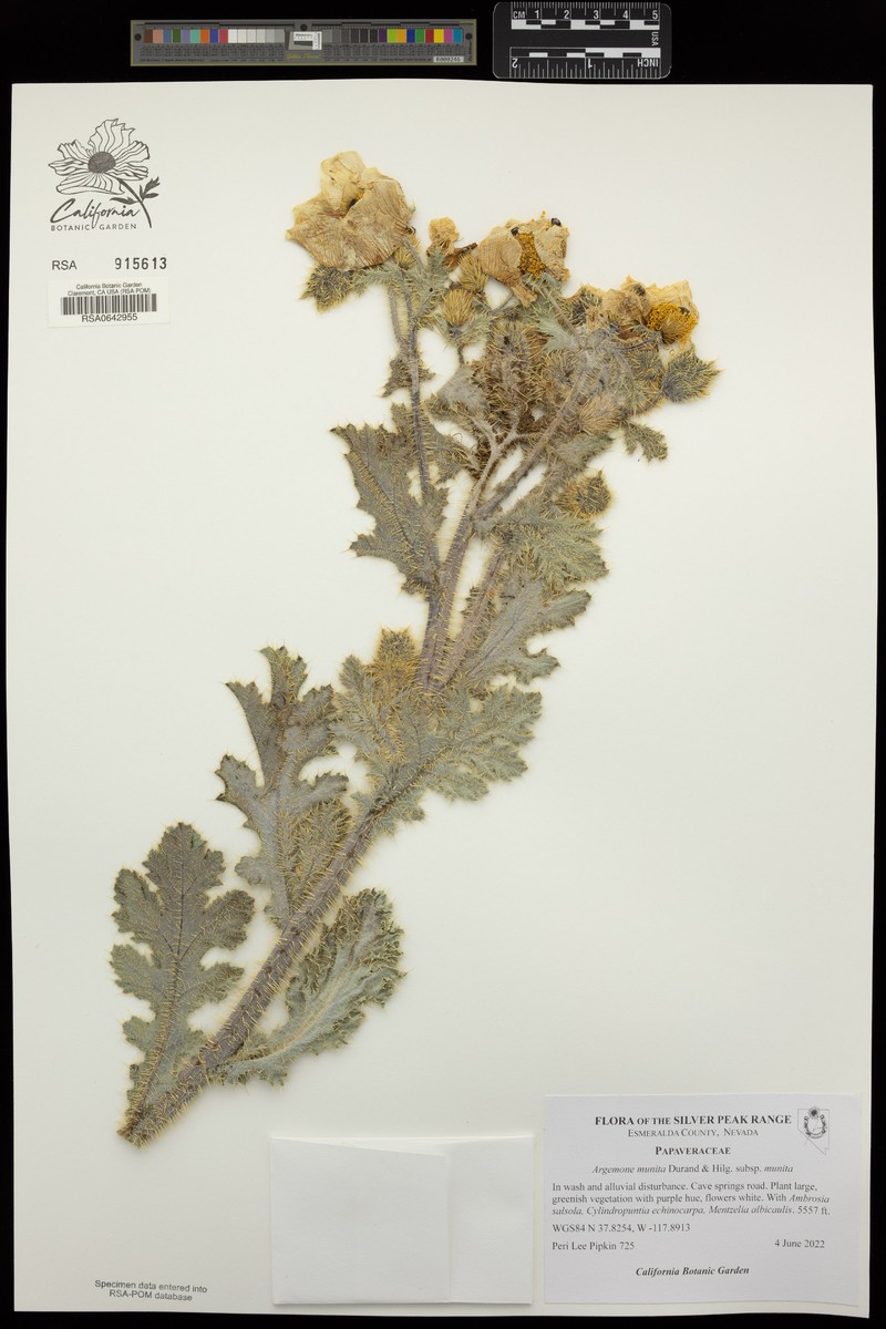 Argemone munita subsp. munita photo 4