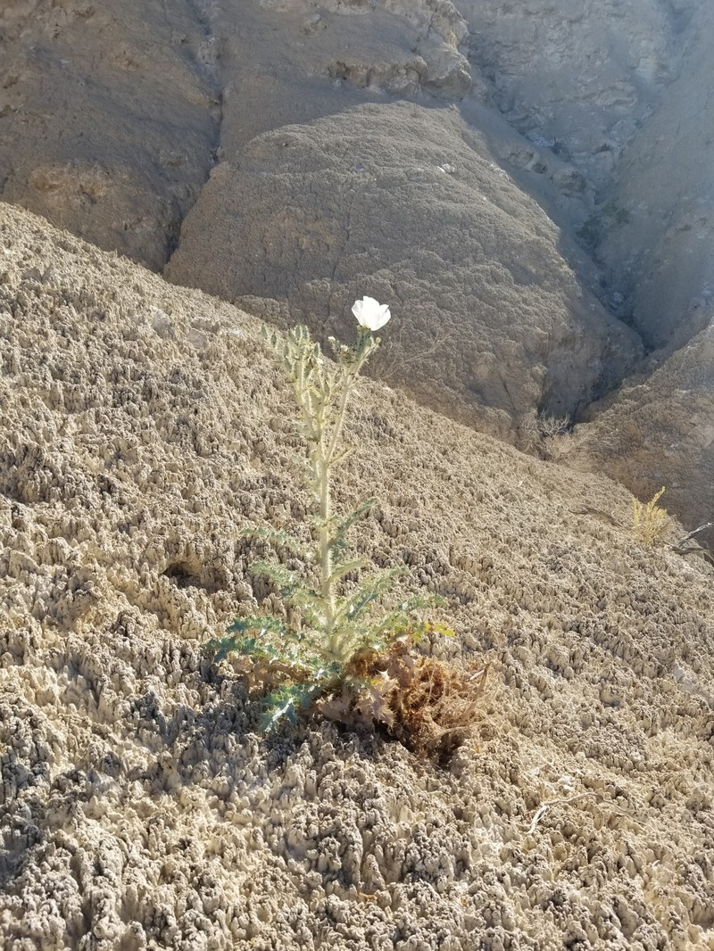 Argemone munita subsp. munita