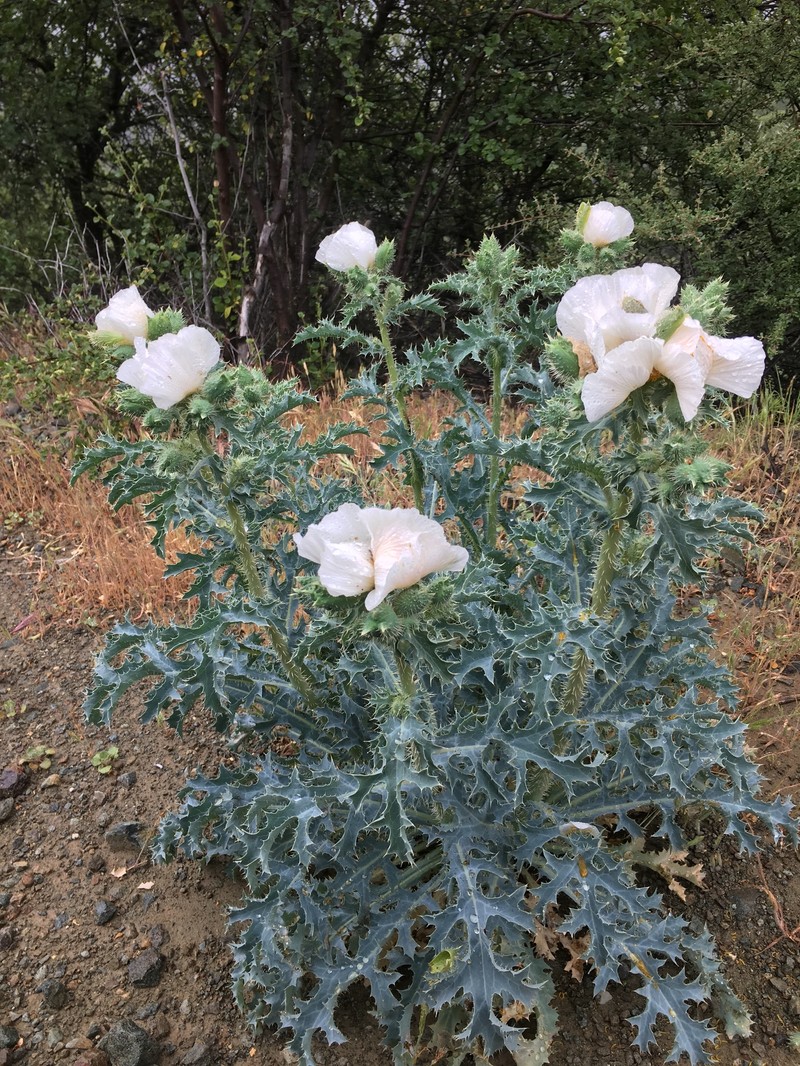 Argemone munita subsp. munita photo 2
