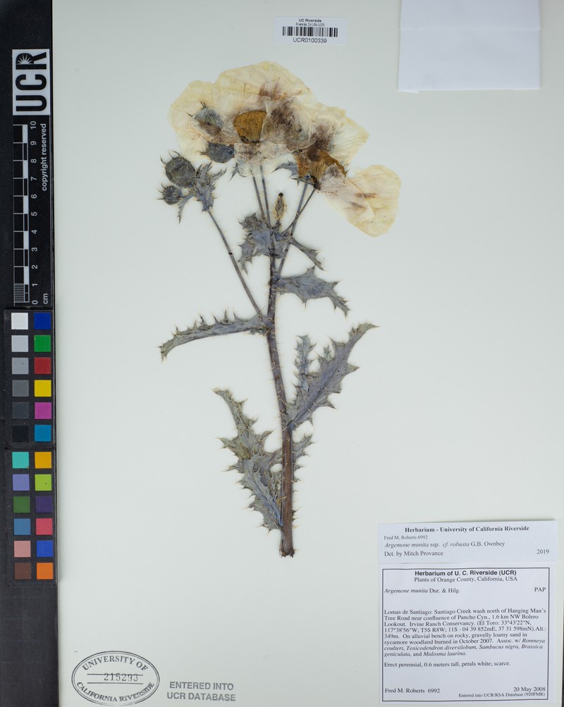 Argemone munita subsp. robusta