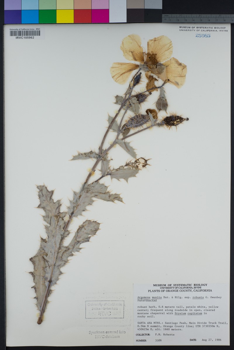 Argemone munita subsp. robusta photo 2