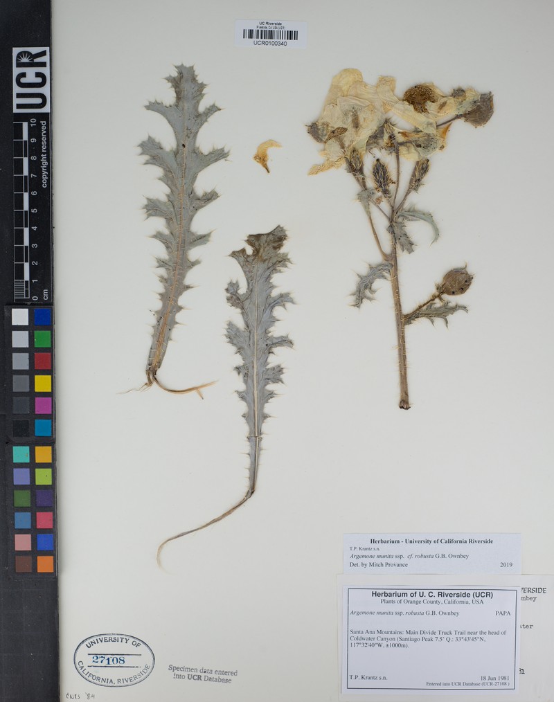 Argemone munita subsp. robusta photo 3