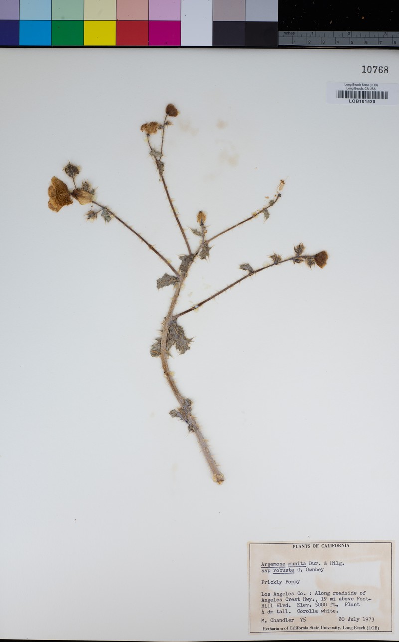 Argemone munita subsp. robusta photo 4
