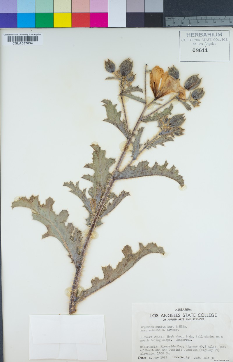 Argemone munita subsp. robusta photo 5