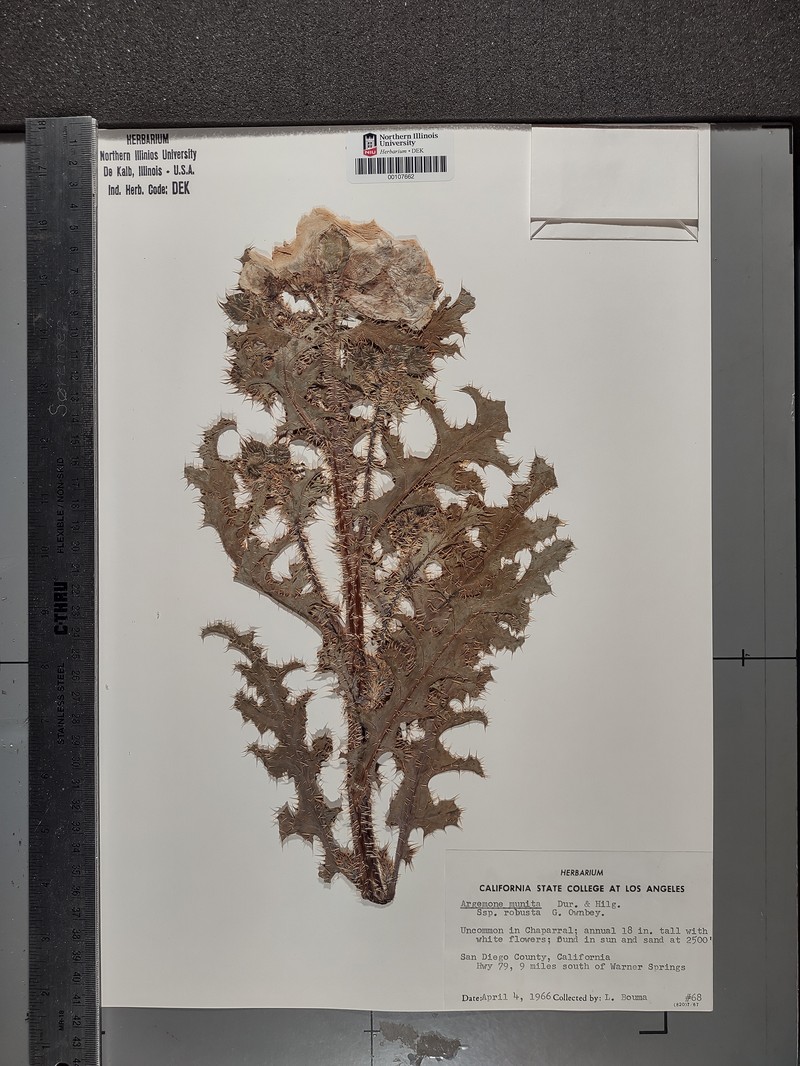 Argemone munita subsp. robusta photo 6
