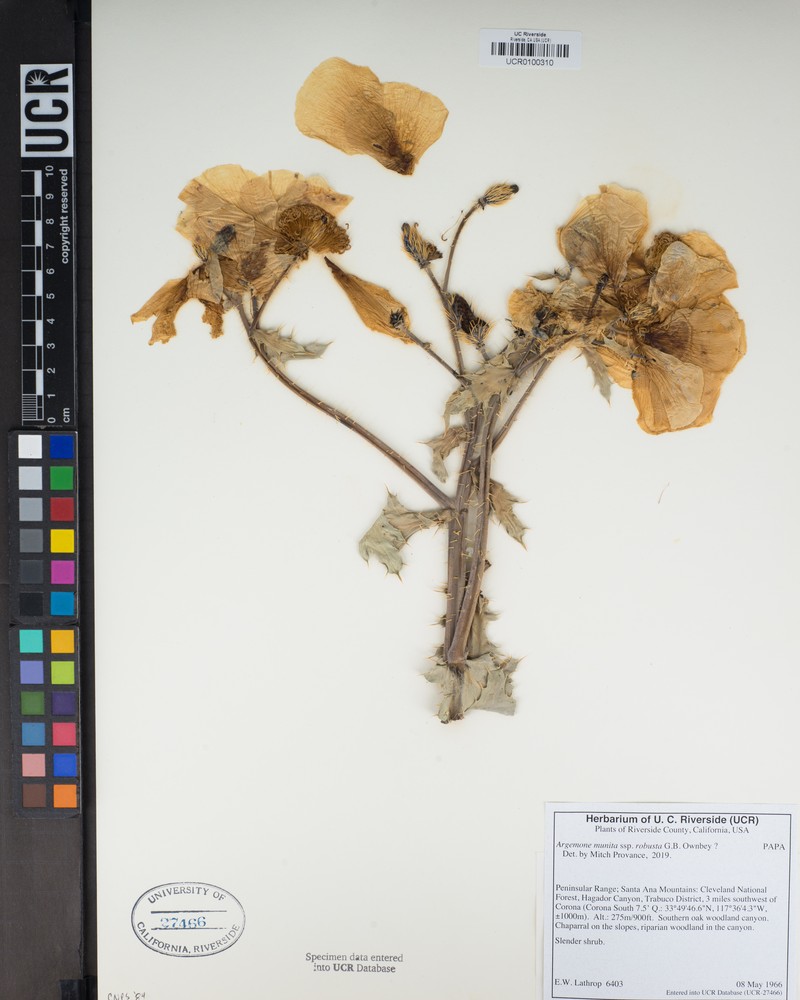 Argemone munita subsp. robusta photo 7