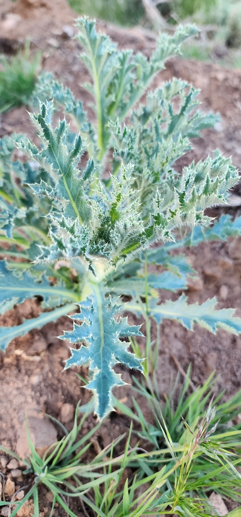 Argemone munita subsp. rotundata