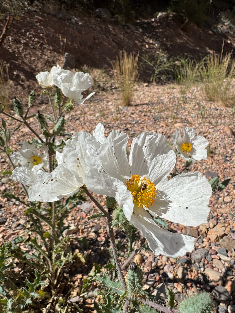 Argemone munita subsp. rotundata photo 2