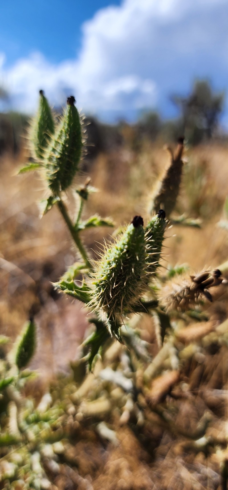 Argemone munita subsp. rotundata photo 3