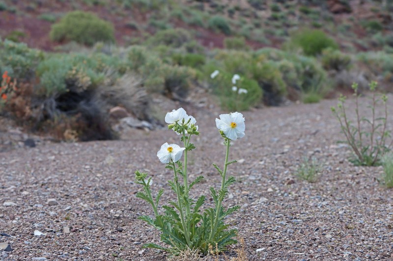 Argemone munita subsp. rotundata photo 4
