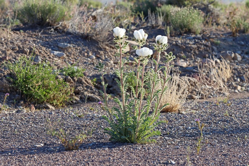 Argemone munita subsp. rotundata photo 5