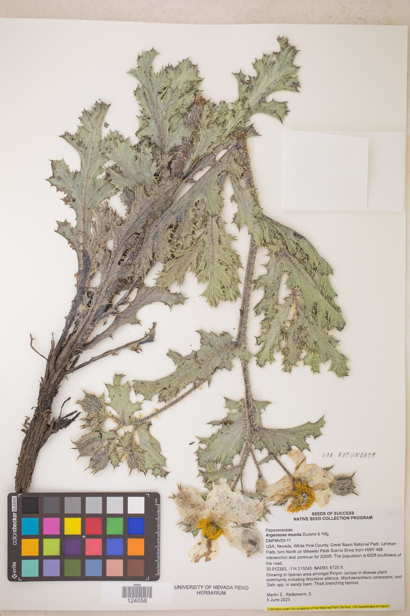 Argemone munita subsp. rotundata photo 6