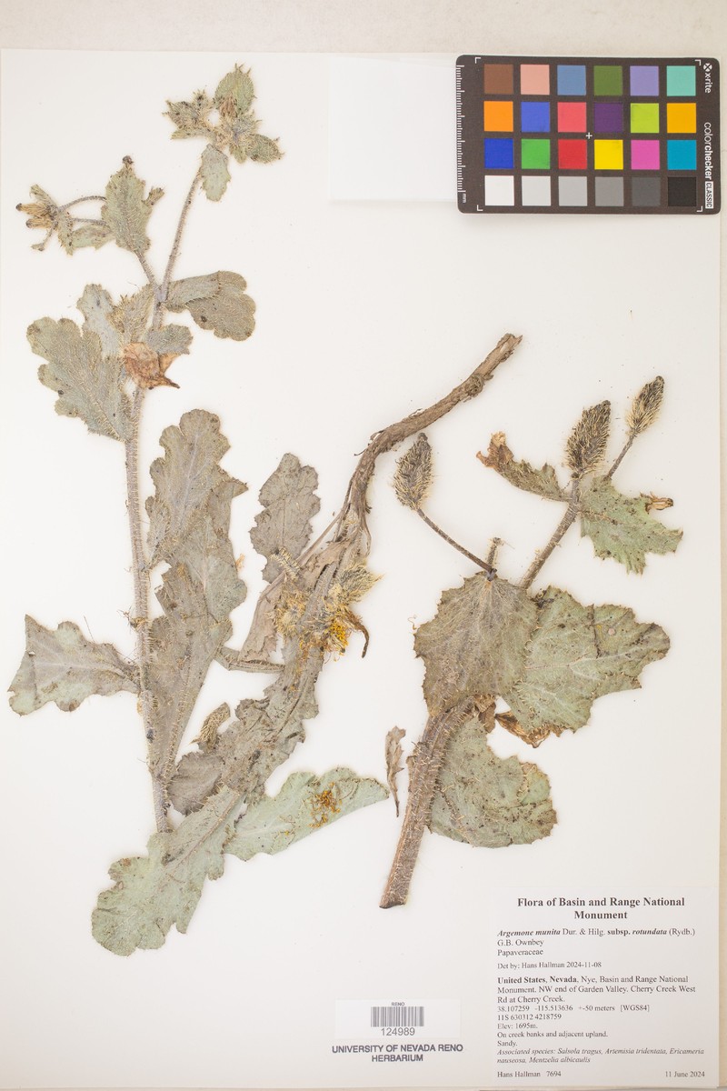 Argemone munita subsp. rotundata photo 7