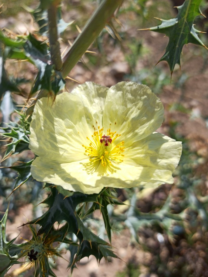 Pale Mexican Pricklypoppy
