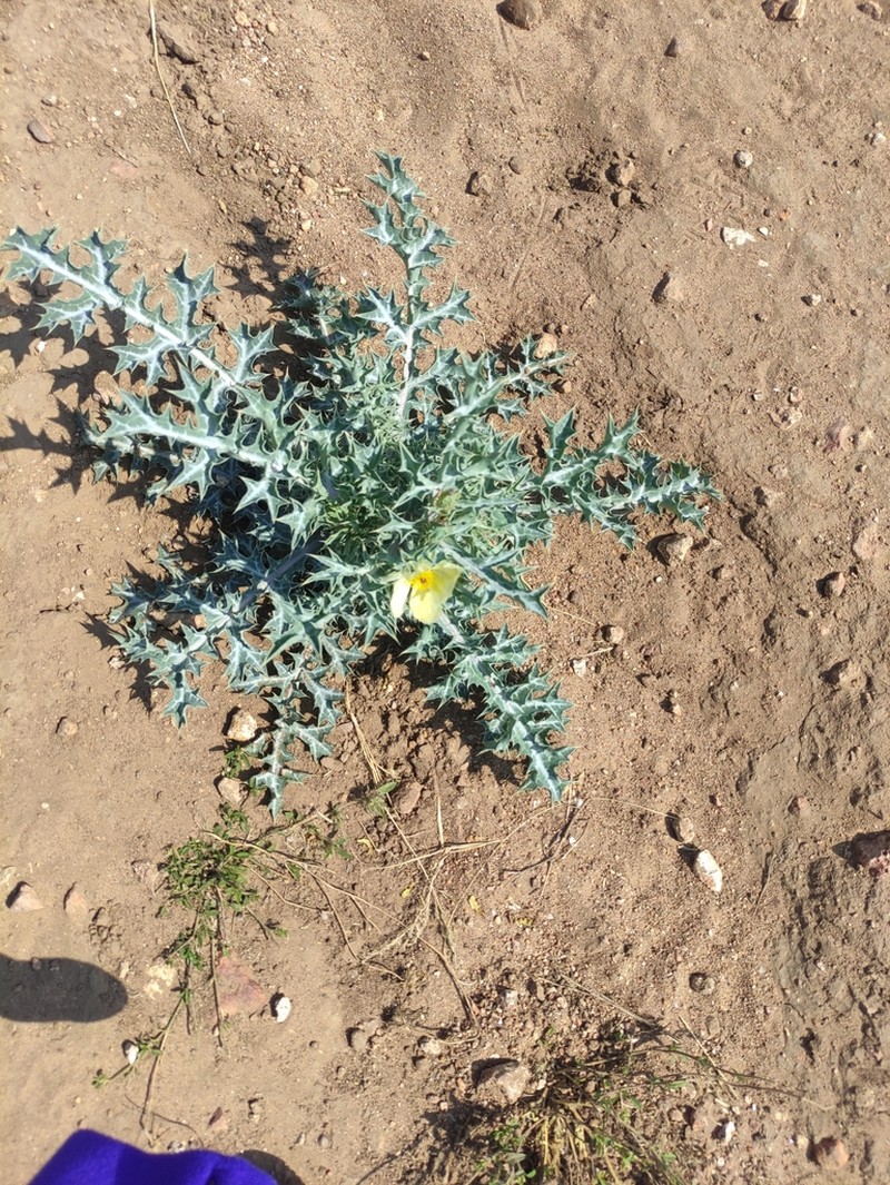 Pale Mexican Pricklypoppy photo 2