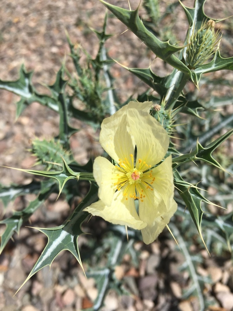 Pale Mexican Pricklypoppy photo 3
